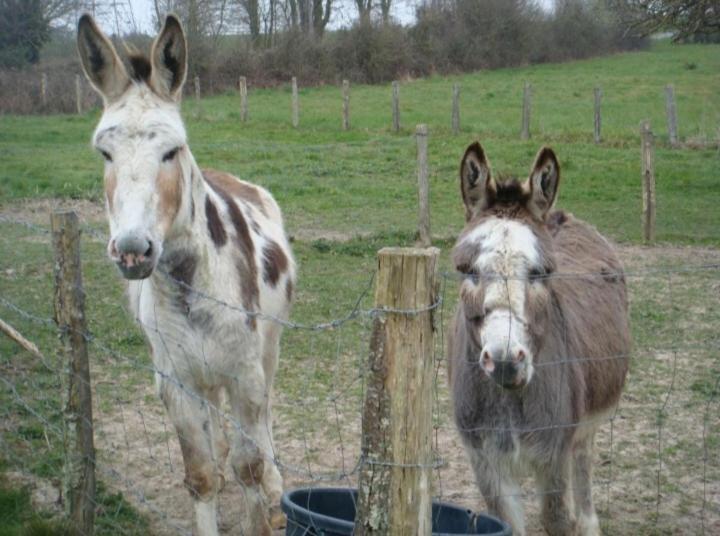 Chambres La Guejailliere Beaumont-Pied-de-Boeuf  Cameră foto